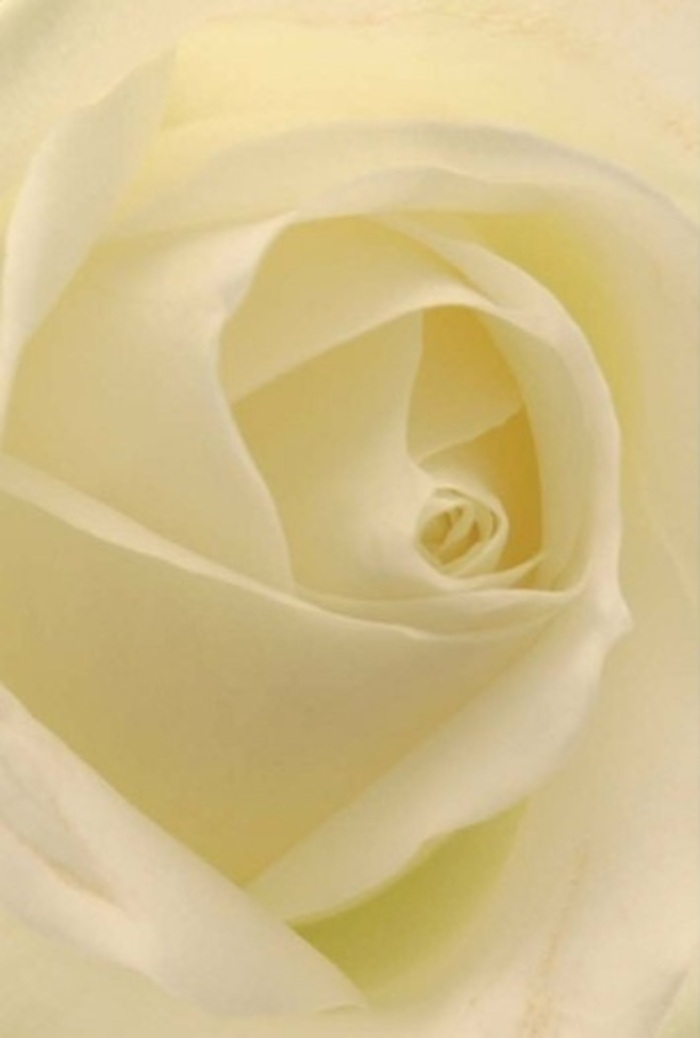 Viewed from above in a West Norwood florist's workspace, this exquisite white rose glows with effortless sophistication, its petals unfolding into a harmonious spiral. The interplay of matte and creamy textures creates a tapestry of subtle shades-ivory, pearl, and the faintest hint of lemon-mirroring the soft daylight that streams into neighbourhood homes from Norwood High Street. As you gaze within, the concentric layers evoke serenity and resilience, suggesting purity and inner strength, ideal for marking heartfelt events from intimate apologies to grand wedding centrepieces. Each petal is so finely detailed-a velvet touch at the outer rim, whisper-thin translucency near the base-that you can almost experience their softness and picture their gentle motion in a summer breeze through St. Luke's Churchyard. The flawless arrangement hints at a masterful hand, balancing seamless geometry with natural grace. The effect is timeless, evoking both peace and clarity, and the lingering suggestion of a clean floral scent grounds the moment in comfort and hope. This refined rose, expertly arranged by West Norwood's talented florists, is more than an adornment-it's an emotional touchstone, perfect for commemorating life's most meaningful occasions in the heart of South London.